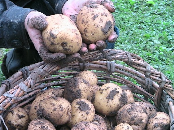 Картофель сорта Каратоп: фото и описание