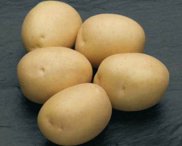 Картофель сорта Наташа: фото и описание