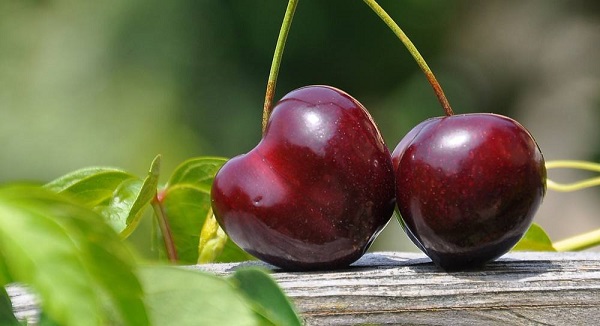 Коккомикоз вишни: причины и лечение