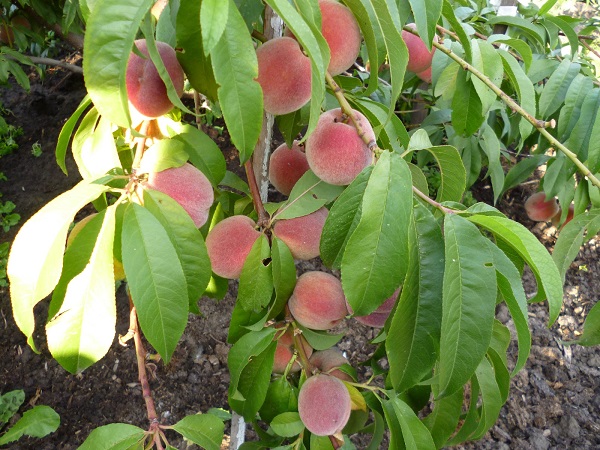 Колоновидный персик: фото и описание сорта