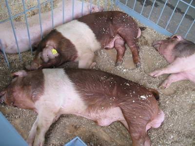 Красно-поясная порода свиней: описание, история и фото