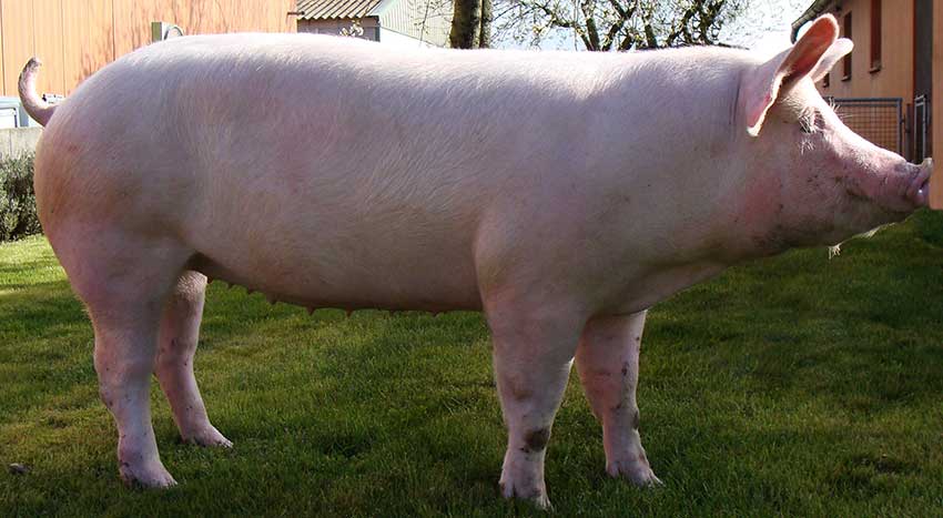 Крупная белая и черная порода свиней: фото и описание