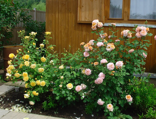 Кустовые розы: выращивание и уход
