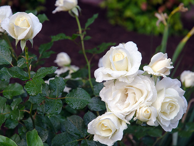 Кустовые розы: выращивание и уход