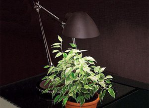 Лампы для освещения растений: виды и характеристика, как выбирать нужный тип лампы