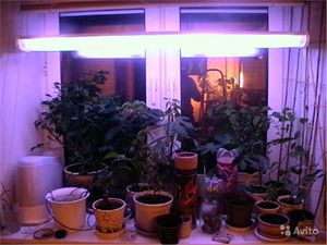 Лампы для освещения растений: виды и характеристика, как выбирать нужный тип лампы