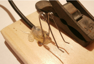 Лягушка – универсальная аккумуляторная зарядка для мобильного устройства или телефона