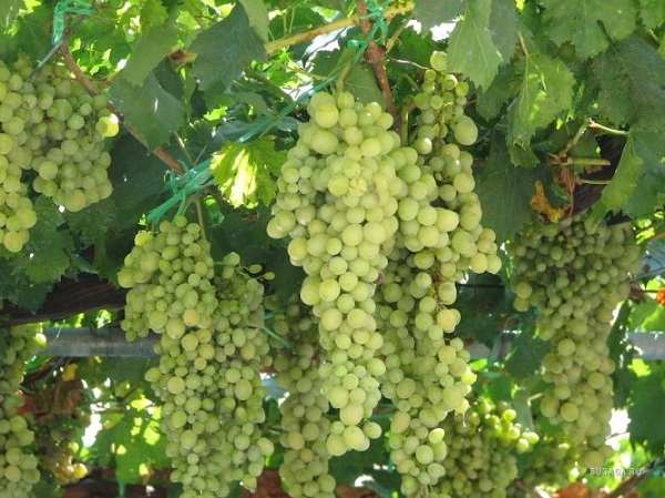 Народные средства для лечения винограда