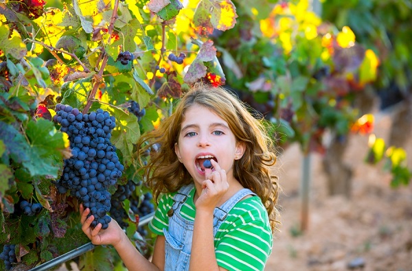 Неукрывные сорта винограда: фото и описание