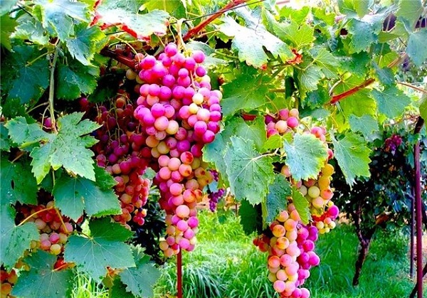 Неукрывные сорта винограда: фото и описание