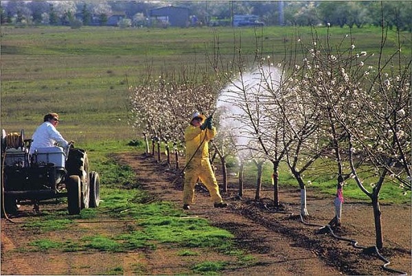 Обработка яблонь осенью от болезней и вредителей