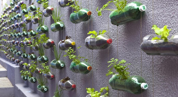 Огурцы в бутылках: выращивание и уход