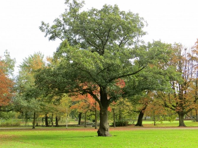 Ольха: фото и описание дерева
