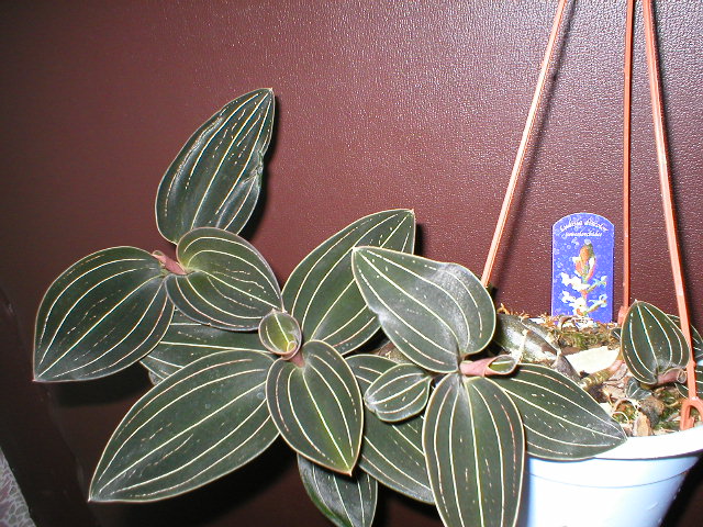 Орхидея Лудизия: уход в домашних условиях