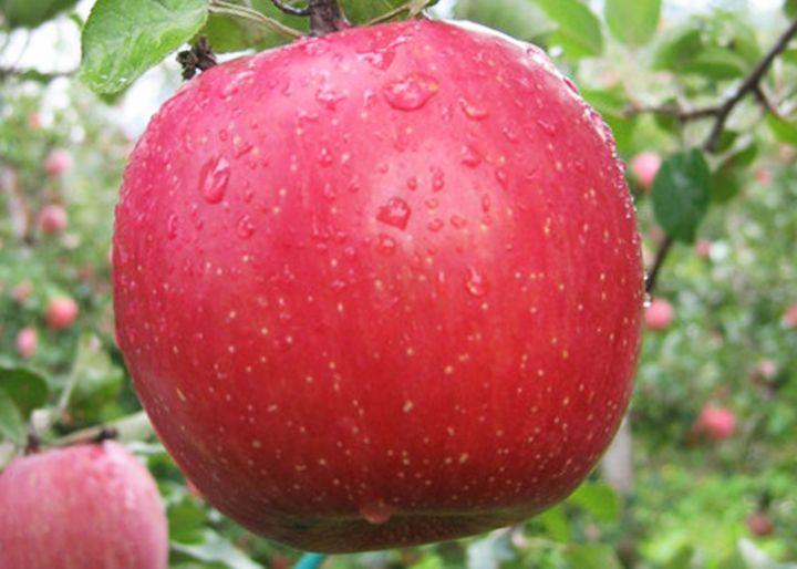 Осенние сорта яблонь: фото, описание, сравнение
