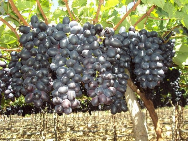 Осы бьют виноград: причины и что делать