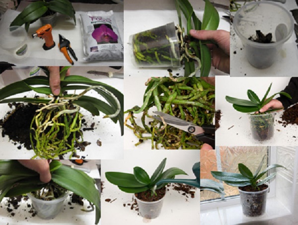 Пересадка орхидеи фаленопсис в домашних условиях