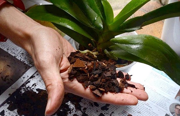 Пересадка орхидеи фаленопсис в домашних условиях