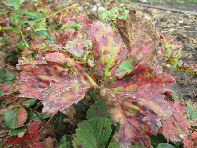 Пятна на листьях клубники: фото, причины и лечение