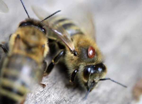 Почему гибнут пчелы зимой: возможные причины и видео