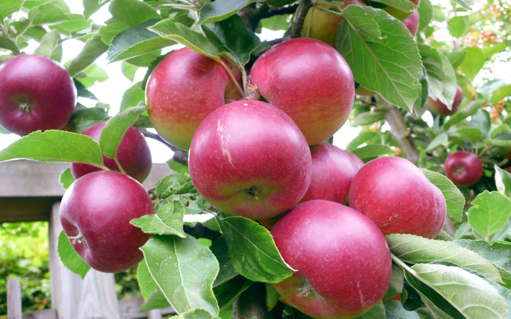 Почему яблоня сбрасывает яблоки и что делать