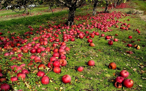 Почему яблоня сбрасывает яблоки и что делать