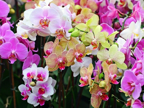 Почему не цветет орхидея фаленопсис в домашних условиях
