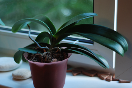 Почему не цветут орхидеи в домашних условиях что делать: видео