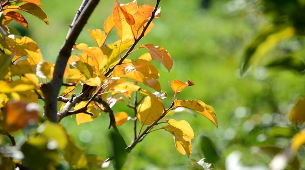 Почему желтеют листья груши и что делать