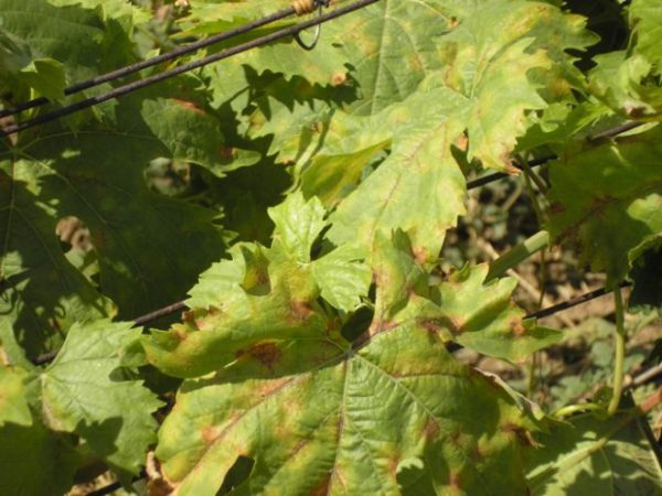 Почему желтеют листья винограда и что делать