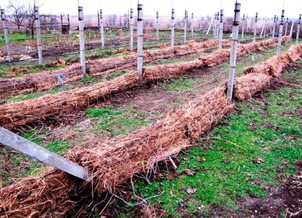Подготовка винограда к зиме в разных регионах СНГ: видео