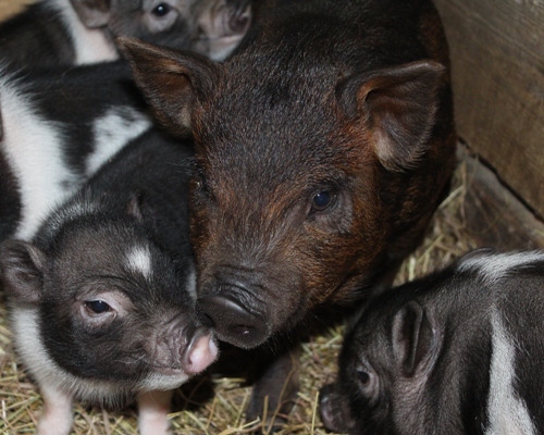 Порода свиней Кармал: фото и описание