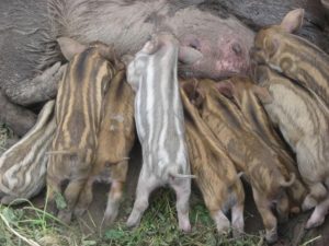 Порода свиней мангал: характеристика, фото и видео
