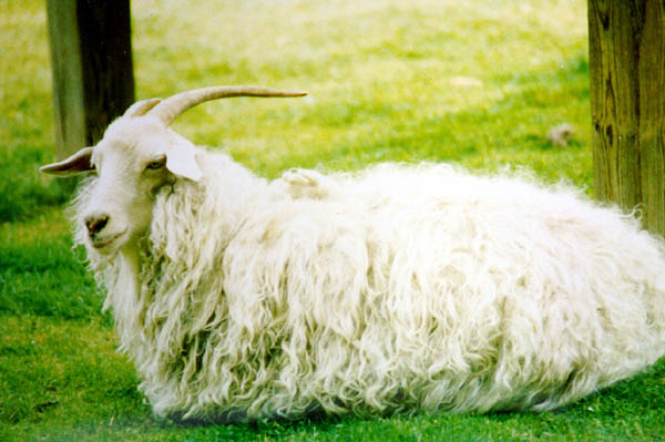 Породы коз с фото, названием, ценами и описанием