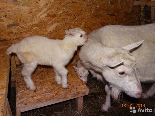 Породы коз с фото, названием, ценами и описанием