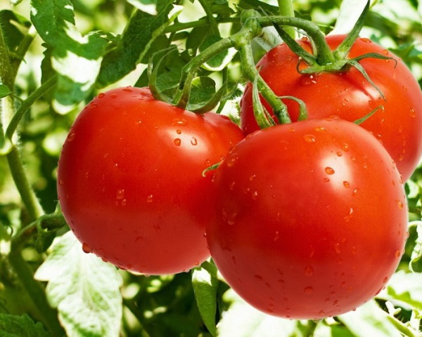 Ранние сорта томатов для огорода и теплицы