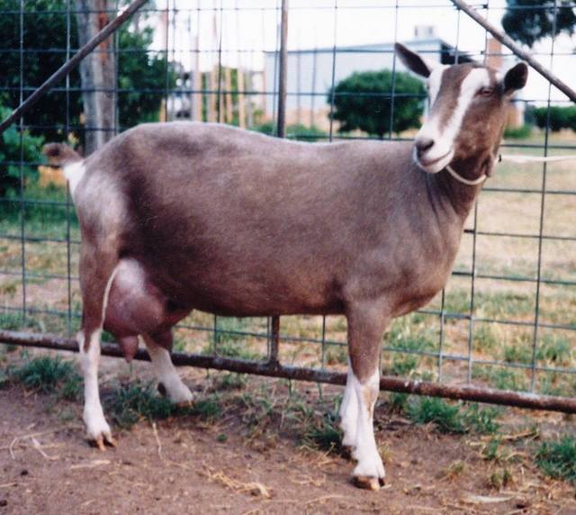 Распространенные породы коз в регионах России