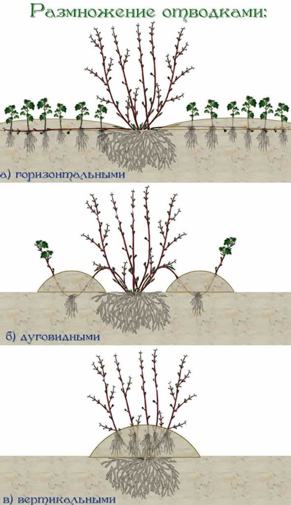 Размножение боярышника вегетативным и генеративным способами
