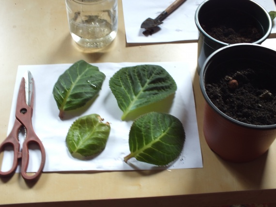 Размножение глоксинии в домашних условиях: листом, черенками