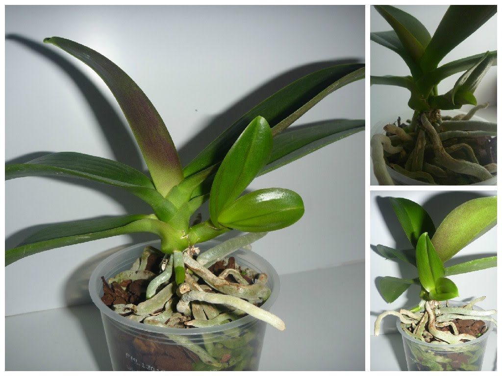 Размножение орхидеи фаленопсис в домашних условиях: видео