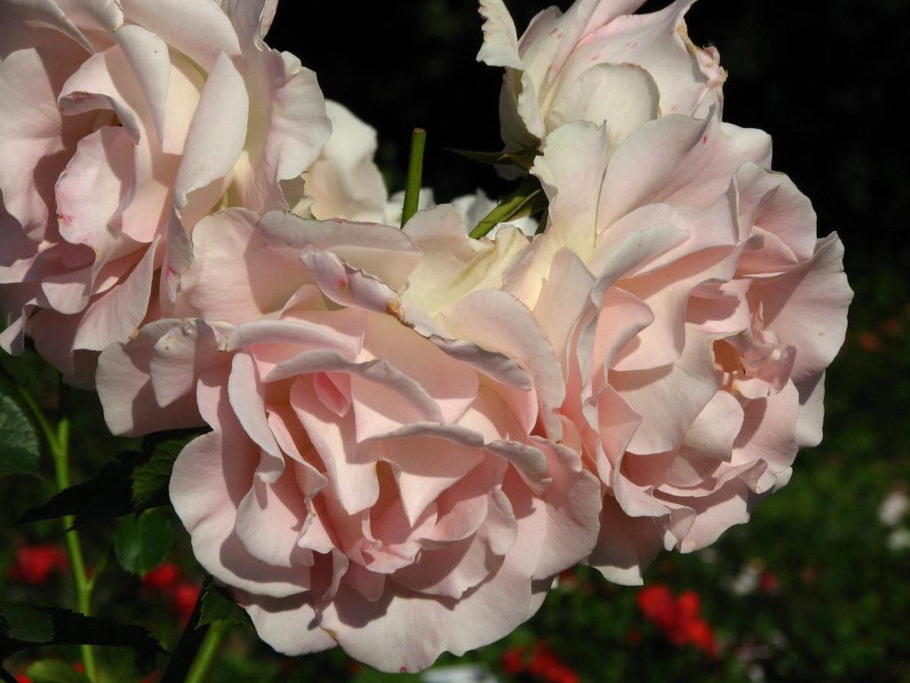 Роза рококо: описание, фото и отзывы