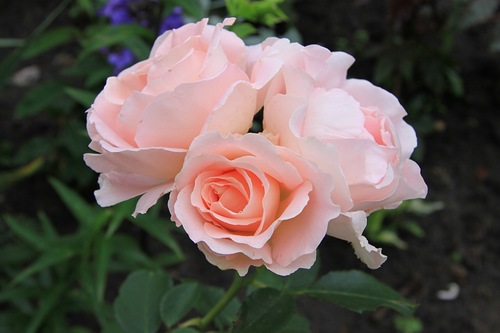 Роза рококо: описание, фото и отзывы