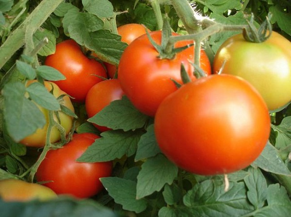 Штамбовые сорта томатов для открытого грунта