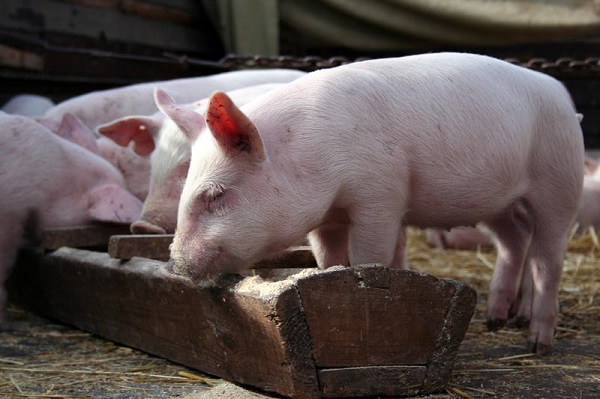 Сколько нужно корма чтобы вырастить свинью