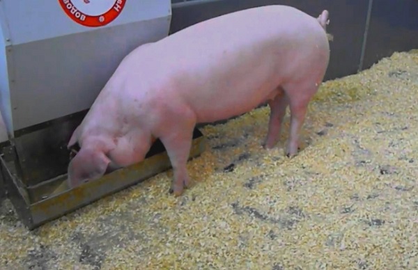 Сколько нужно корма чтобы вырастить свинью