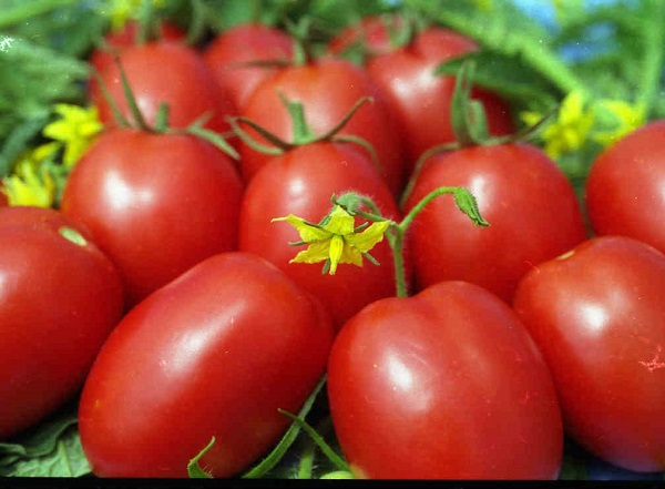 Скороспелые сорта томатов для теплиц: фото и описание