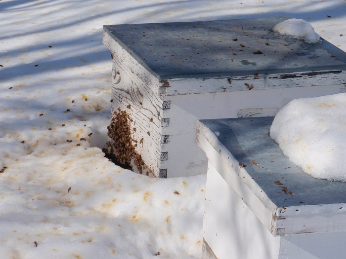 Содержание и разведение пчел в домашних условиях