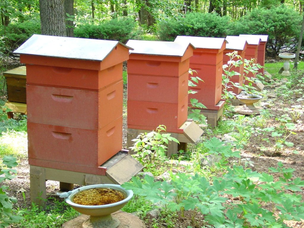 Содержание и разведение пчел в домашних условиях