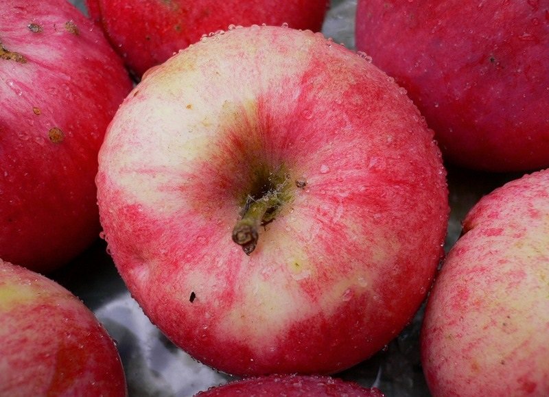 Сорт яблок Мельба: фото и описание
