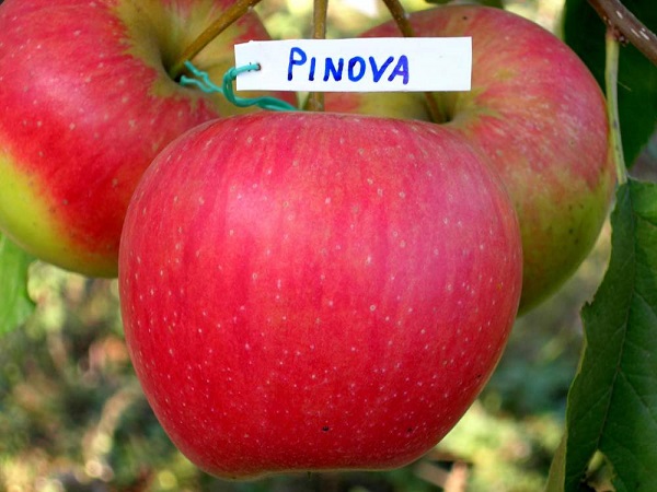 Сорт яблок Пинова: фото и описание